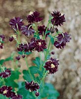 Aquilegia vulgaris Black Barlow