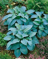 Hosta True Blue