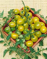 Tomate/lycopersicon esculentum GREEN GRAPE