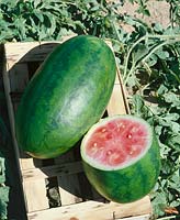 Wassermelone/Citrullus lanatus CONGO