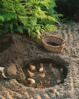 Planting instruction bulbs Narcissus step 3