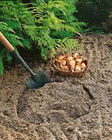 Planting instruction bulbs Narcissus step 4