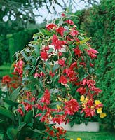 Begonia Pendula Cascade Rose