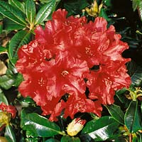 Rhododendron forrestii Baden-Baden