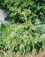 Picea abies Acrocona