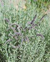 Lavandula x allardii