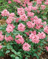 RHODODENDRON WILLIAMSIANUM APRIL SHOWERS