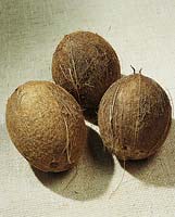 Kokosnuss / Cocos nucifera