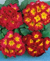 PRIMULA EXPERIMENTAL CHERRY RED FLAME