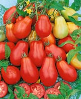 Tomate/Lycopersicon esculentum STAMBOWAJA GRUSCHA