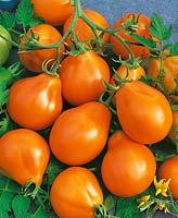 Tomate/Lycopersicon esculentum GRUSCHA ORANGE