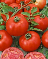 Tomate/Lycopersicon esculentum RED STONE F1