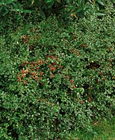 Cotoneaster x suecicus Coral Beauty