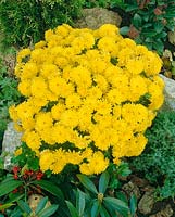 Chrysanthemum Jessica