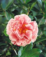 Camellia Tomorrows Dawn