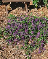 HARDENBERGIA HAPPY WANDERER