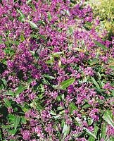 HARDENBERGIA HAPPY WANDERER