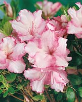 RHODODENDRON MINI ANNIVERSARY (AZALEA)