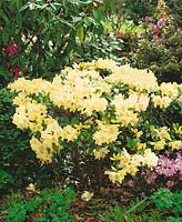Rhododendron Gelb Heather