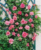 Rosa Tiffany