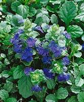 Ajuga genevensis