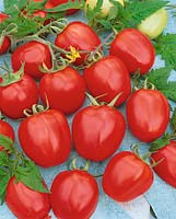 Tomate/Lycopersicon esculentum MEDNYI WSADNIK