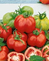Tomate/Lycopersicon esculentum