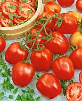 Tomate / Lycopersicon esculentum Mednyi Wsadnik F1