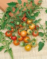 Tomate/Lycopersicon esculentum BI COLOR CHERRY