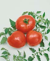 Tomate/Lycopersicon esculentum LISA KING