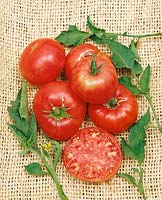 Tomate/Lycopersicon esculentum PRUDENS PURPLE