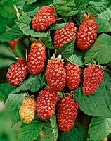 Tayberry / Loganberry