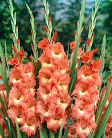 Gladiolus Saxony