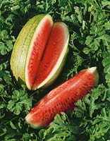 Wassermelone / Citrullus lanatus oval, grün gestreift