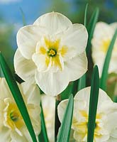 Narcissus Split-Corona Papillon Blanc