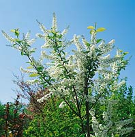 Prunus padus Le Thoureil