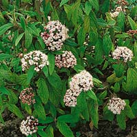 VIBURNUM RHYTIDOPHYLLUM  ROSEUM