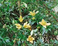 Clematis cirrhosa var. balearica