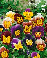 Viola cornuta Juwazauber