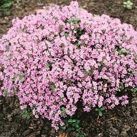 Thymus Pink Chintz