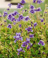 Viola hederacea Baby Blue