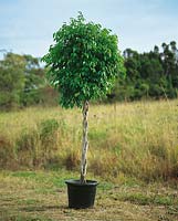 Ficus benjamina Exotica