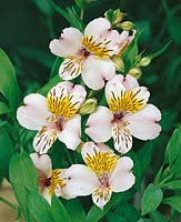 Alstroemeria Vienna