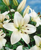 Lilium Inzell