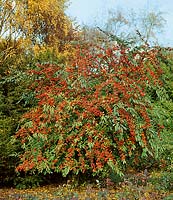 Cotoneaster x watereri