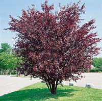 Prunus x cistena