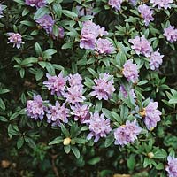 RHODODENDRON HIPPOPHAEOIDES