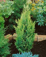 Chamaecyparis lawsoniana Alumigold