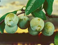 Prunus domestica subsp. italica Grosse Grüne