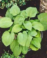 Hosta August Moon